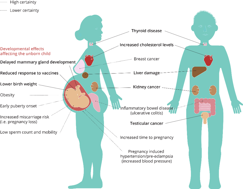 PFAS Health Effects Figure Graphic showing health effects of PFAS, including breast cancer, liver damage, kidney cancer etc.