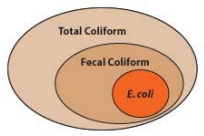 Total coliforms include both fecal and non-fecal bacteria; E. coli falls within fecal coliform bacteria